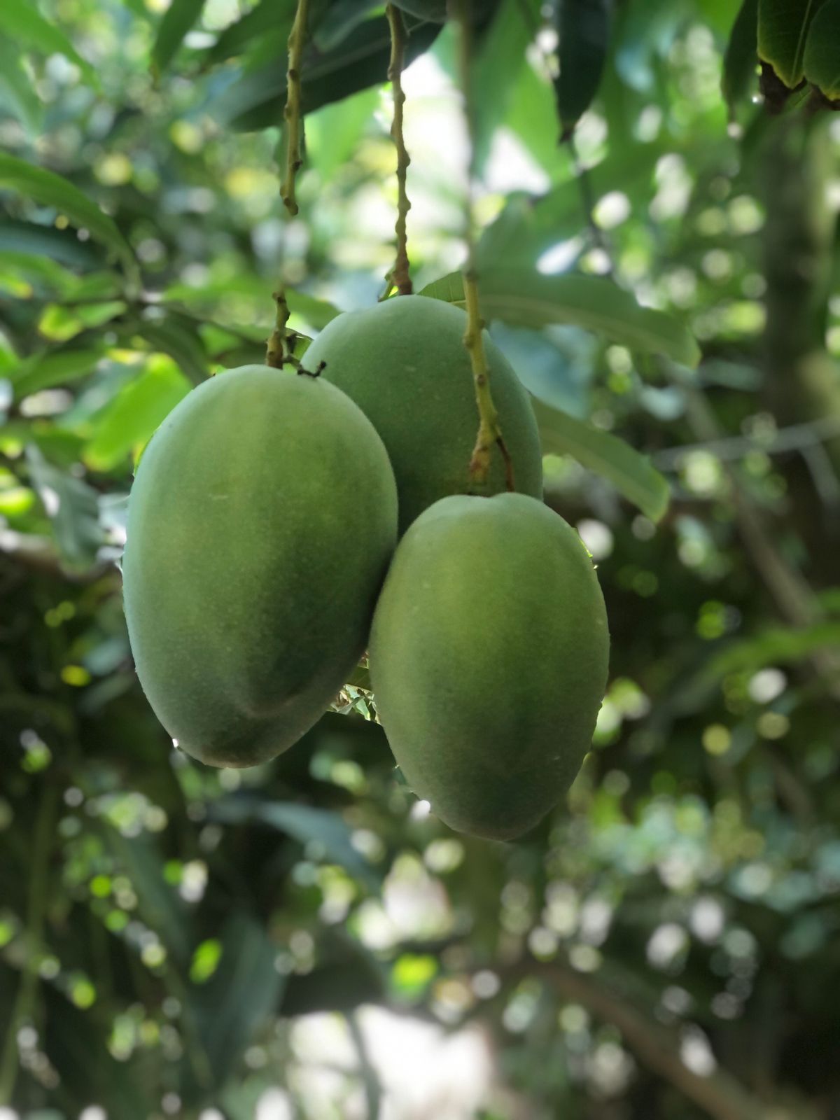 limon